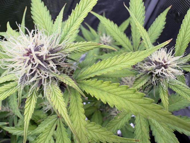 Apple Strudel / Forbidden Runtz. Week 7