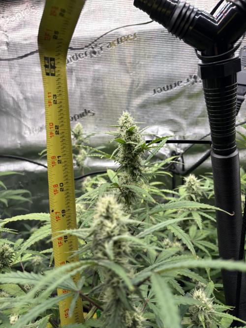 Apple Strudel / Forbidden Runtz. Week 7