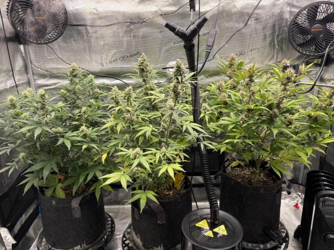 Apple Strudel / Forbidden Runtz. Week 8
