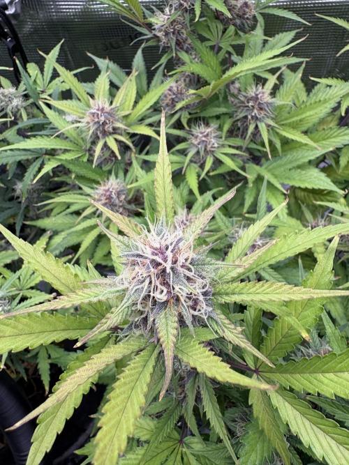 Apple Strudel / Forbidden Runtz. Week 8