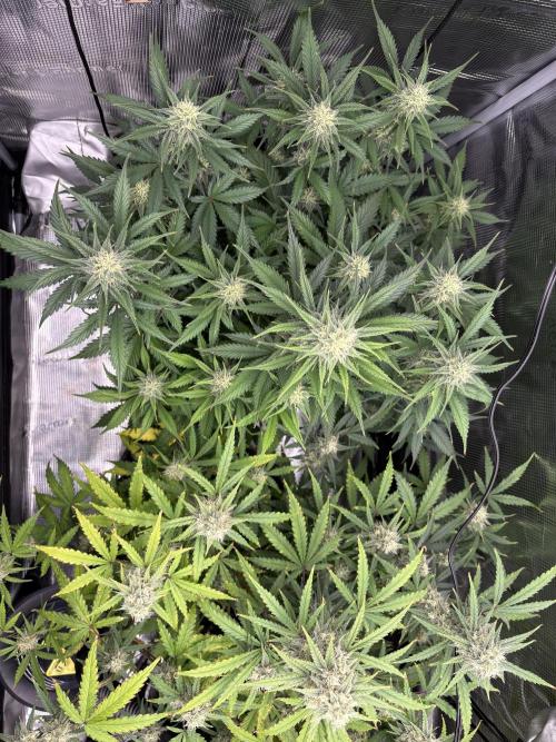 Apple Strudel / Forbidden Runtz. Week 8