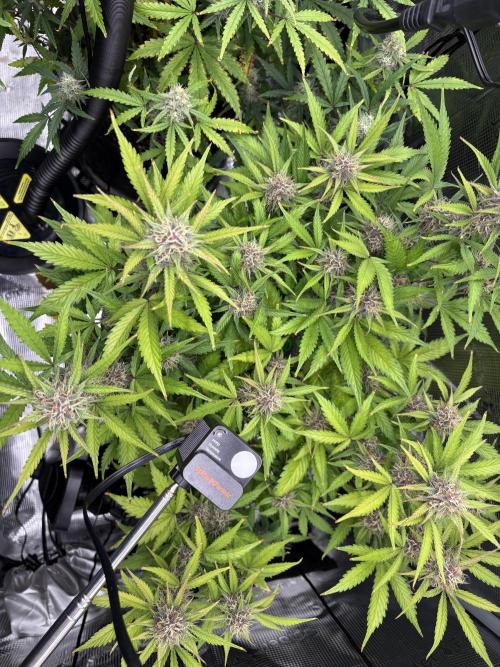 Apple Strudel / Forbidden Runtz. Week 8