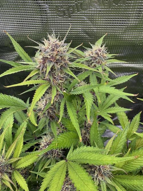 Apple Strudel / Forbidden Runtz. Week 8