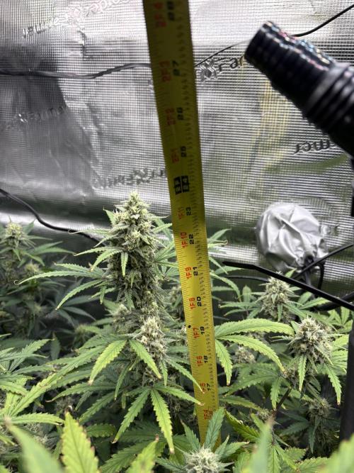 Apple Strudel / Forbidden Runtz. Week 8