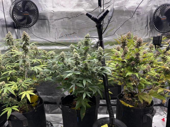 Apple Strudel / Forbidden Runtz. Week 9