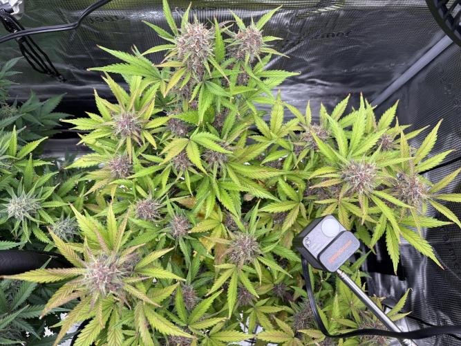 Apple Strudel / Forbidden Runtz. Week 9