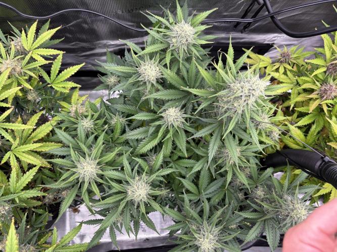Apple Strudel / Forbidden Runtz. Week 9