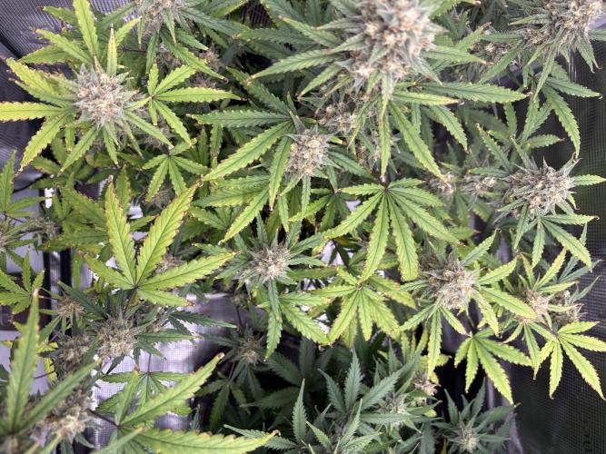 Apple Strudel / Forbidden Runtz. Week 9