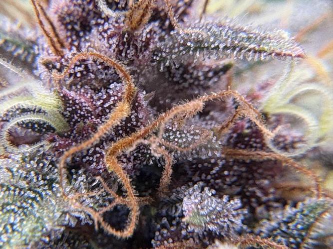 Apple Strudel / Forbidden Runtz. Week 9