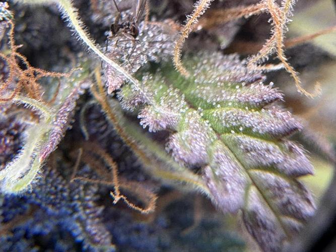 Apple Strudel / Forbidden Runtz. Week 9