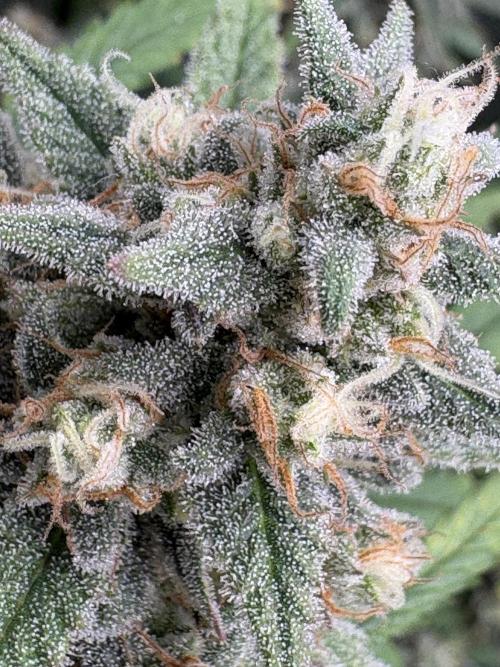 Apple Strudel / Forbidden Runtz. Week 9