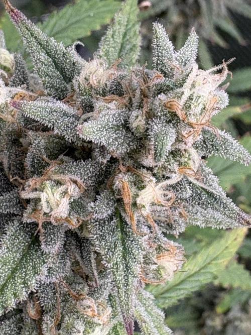 Apple Strudel / Forbidden Runtz. Week 9