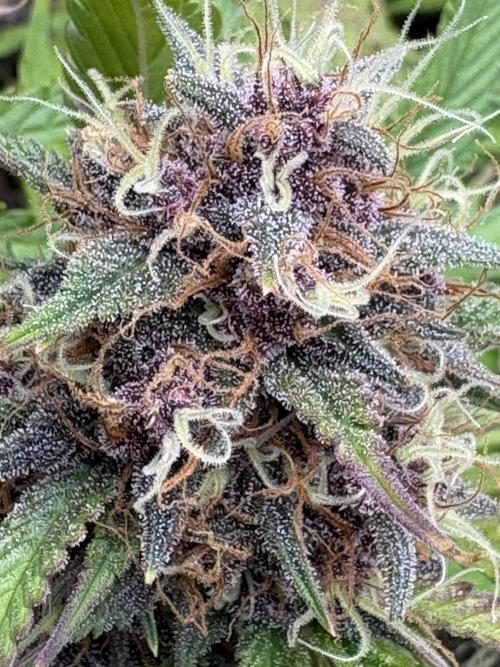Apple Strudel / Forbidden Runtz. Week 9