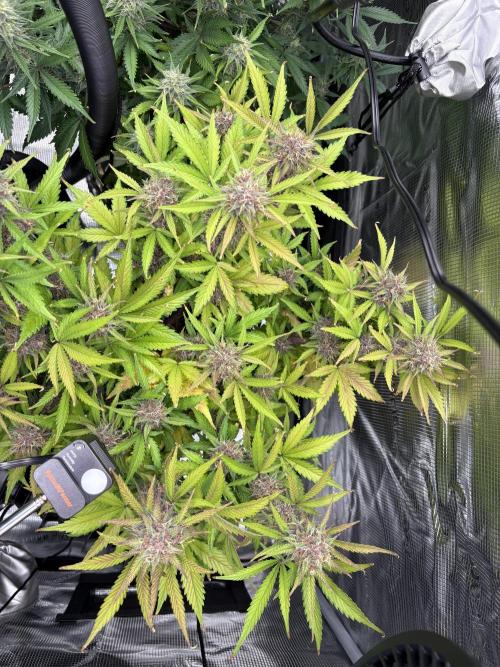 Apple Strudel / Forbidden Runtz. Week 9