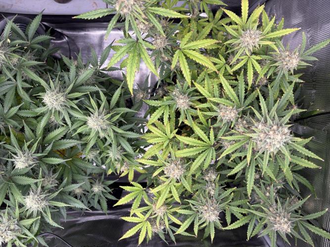 Apple Strudel / Forbidden Runtz. Week 9