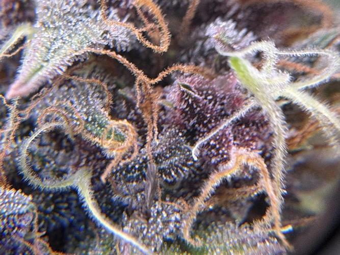 Garden-of-weeden