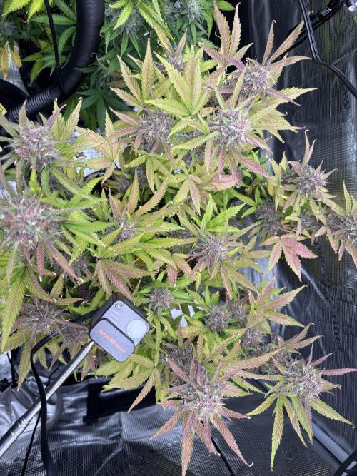 Apple Strudel / Forbidden Runtz. Week 10
