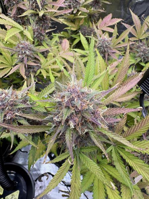 Apple Strudel / Forbidden Runtz. Week 10