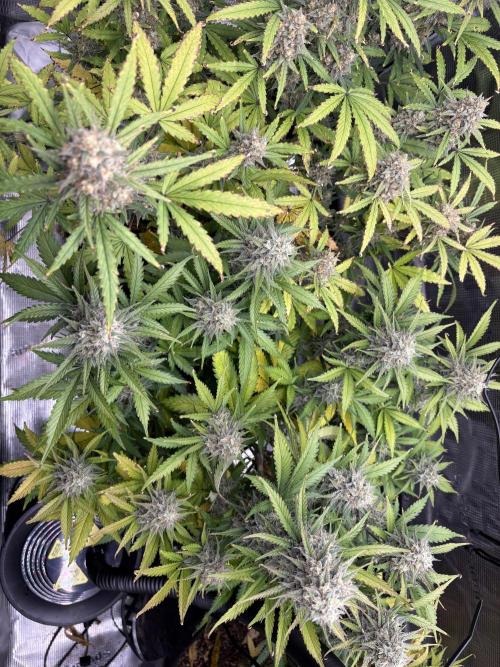 Apple Strudel / Forbidden Runtz. Week 10
