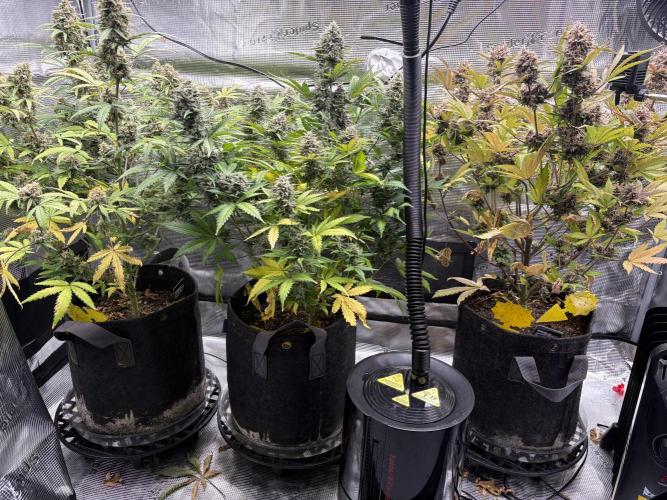 Apple Strudel / Forbidden Runtz. Week 10
