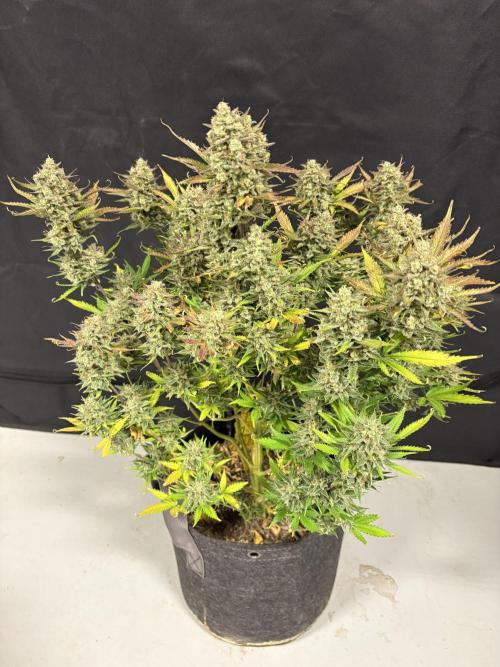 Apple Strudel / Forbidden Runtz. Week 12