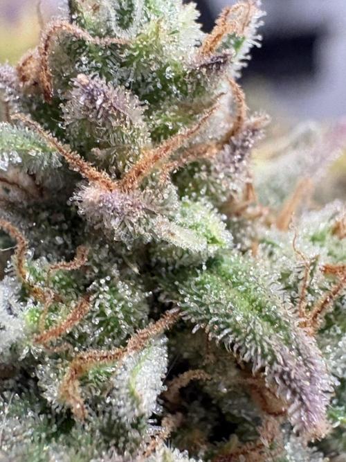 Apple Strudel / Forbidden Runtz. Week 12