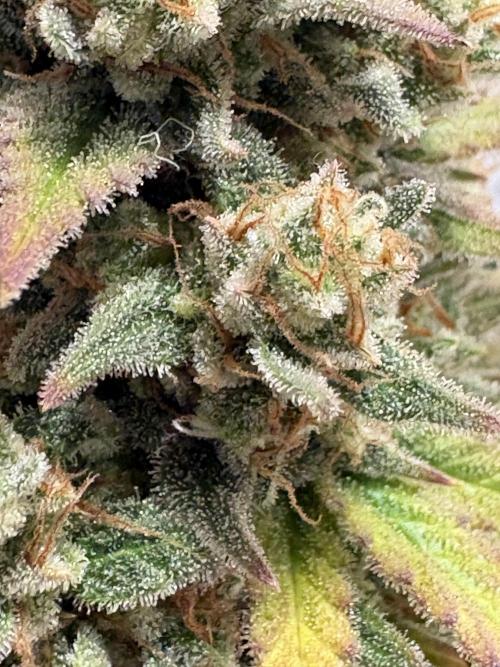 Apple Strudel / Forbidden Runtz. Week 12