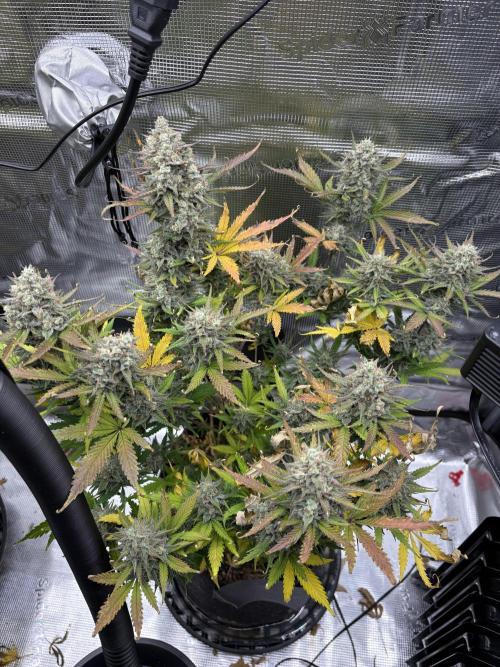 Apple Strudel / Forbidden Runtz. Week 12