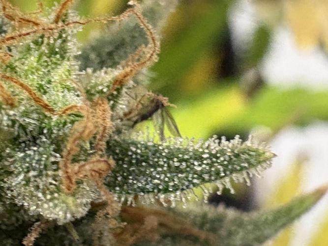 Apple Strudel / Forbidden Runtz. Week 12