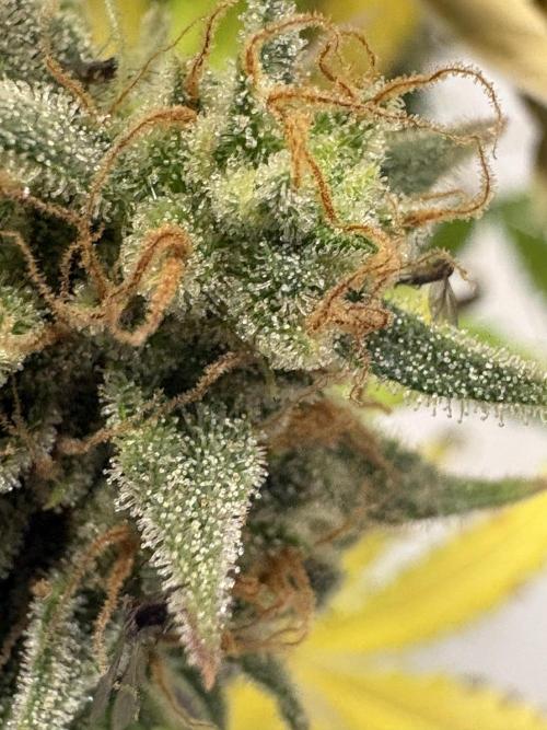 Apple Strudel / Forbidden Runtz. Week 12