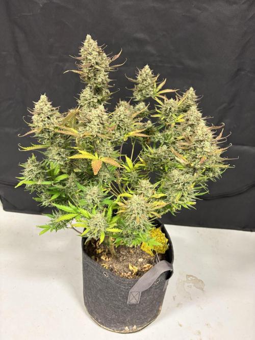 Apple Strudel / Forbidden Runtz. Week 12