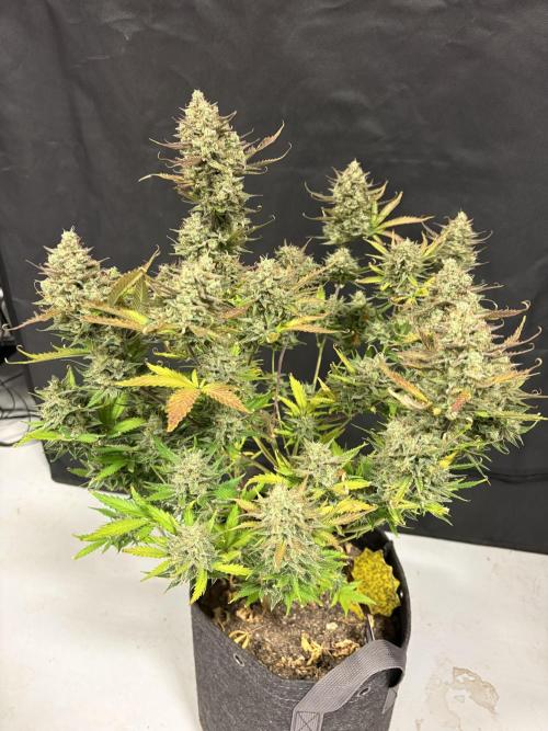 Apple Strudel / Forbidden Runtz. Week 12