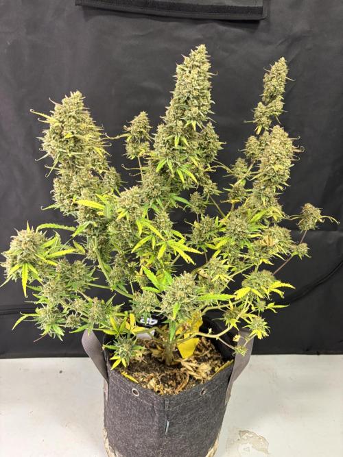 Apple Strudel / Forbidden Runtz. Week 11