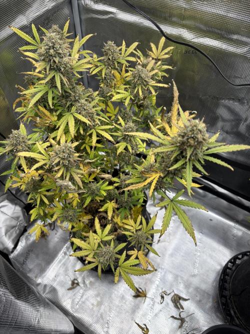 Apple Strudel / Forbidden Runtz. Week 11