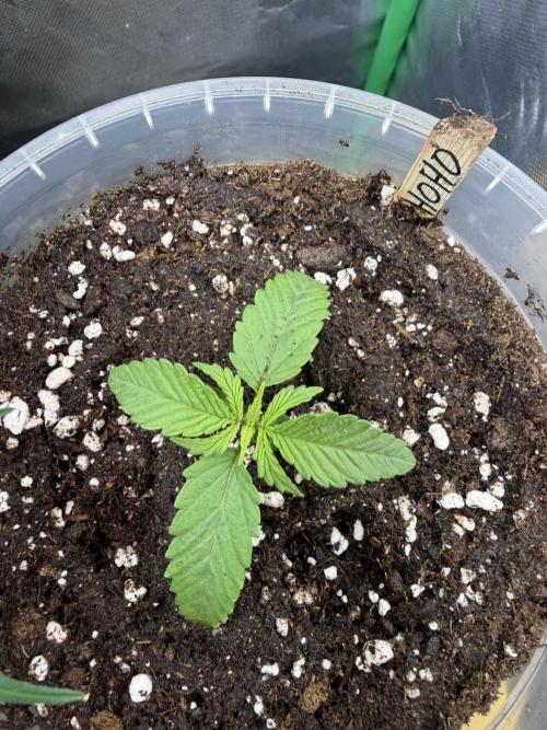 Outdoor 2026. Week 1