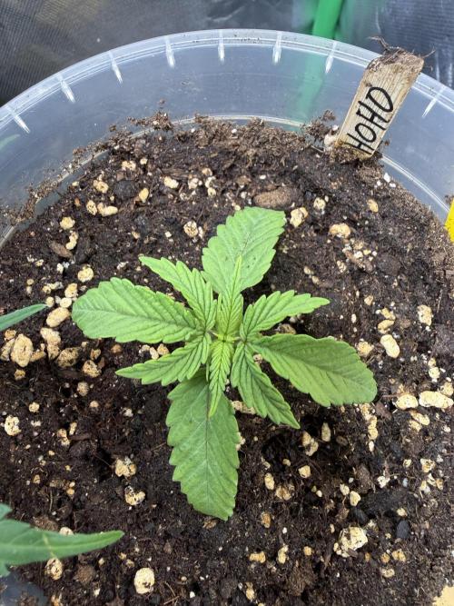 Outdoor 2026. Week 1