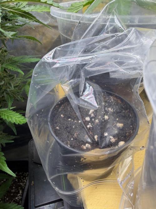Autoflower Outdoor 2026. Week 0