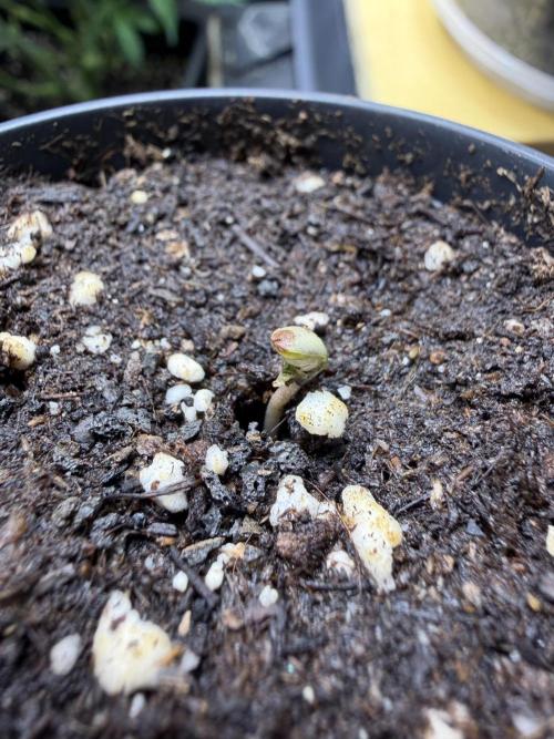 Autoflower Outdoor 2026. Week 0 - 21.05.2026 5:00