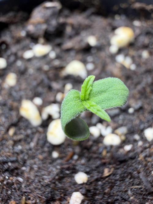 Autoflower Outdoor 2026. Week 0 - 21.05.2026 21:00
