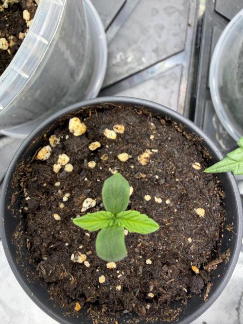 Auto Orange Bud. Week 0
