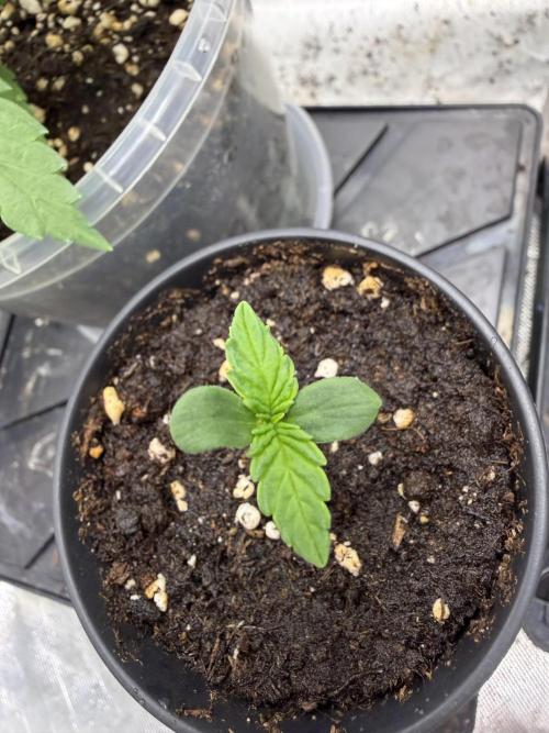 Auto Orange Bud. Week 0