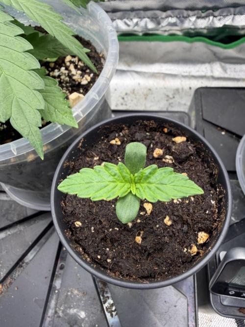 Auto Orange Bud. Week 0