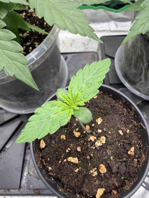 Auto Orange Bud. Week 0