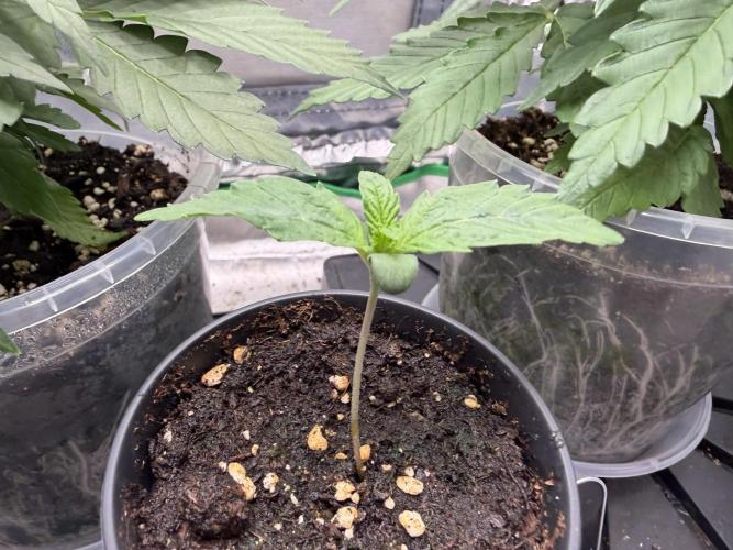 Auto Orange Bud. Week 0