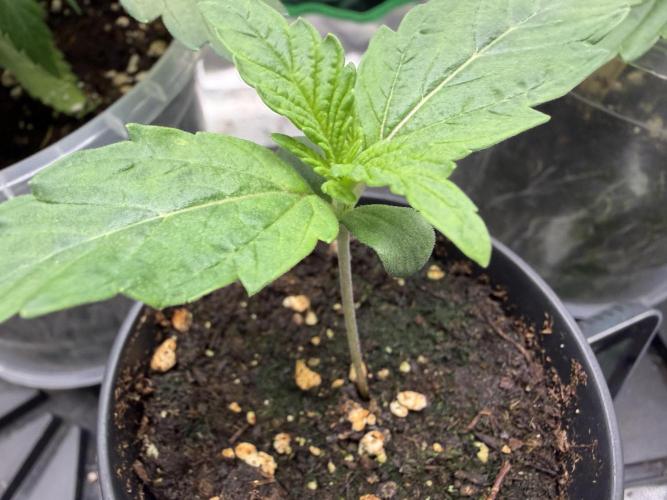 Auto Orange Bud. Week 0