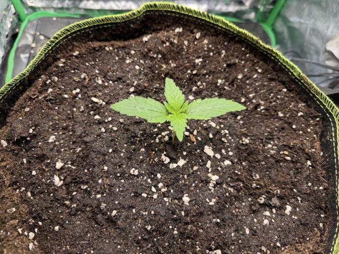 Autoflower Outdoor 2026. Week 1
