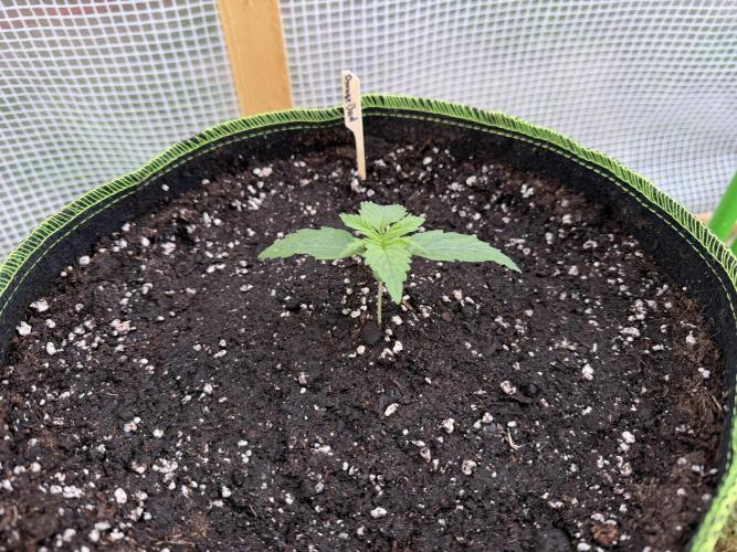 Auto Orange Bud. Week 1