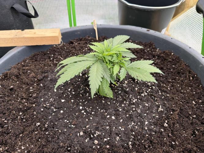 Outdoor 2026. Week 3