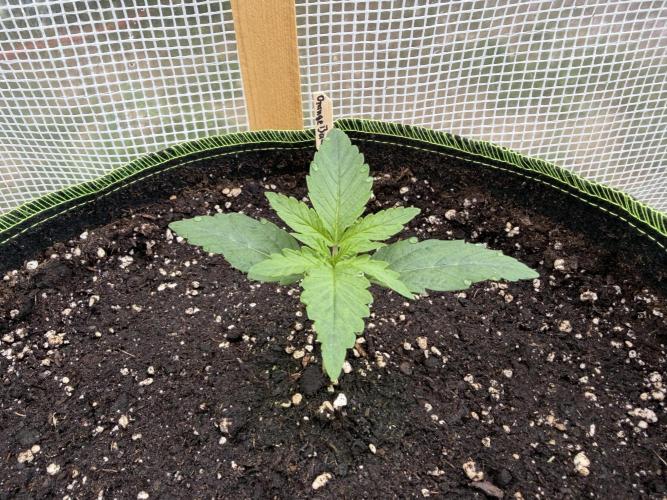Auto Orange Bud. Week 1