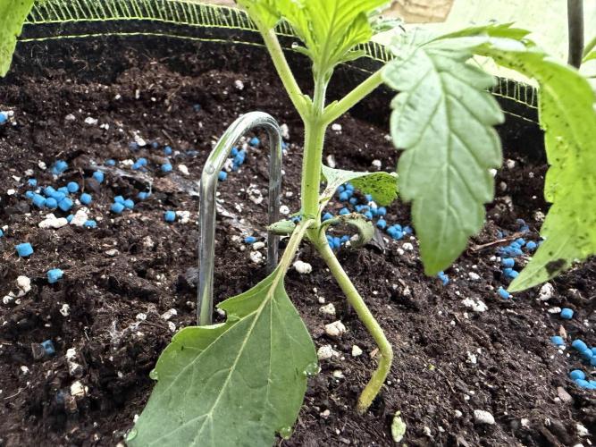 Autoflower Outdoor 2026. Week 1 - Sturm am Wochenende hat sie fast getötet 
